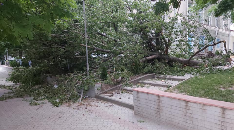 (ФОТО/ВИДЕО) Ветер повалил большое дерево возле дома детского творчества в Комрате